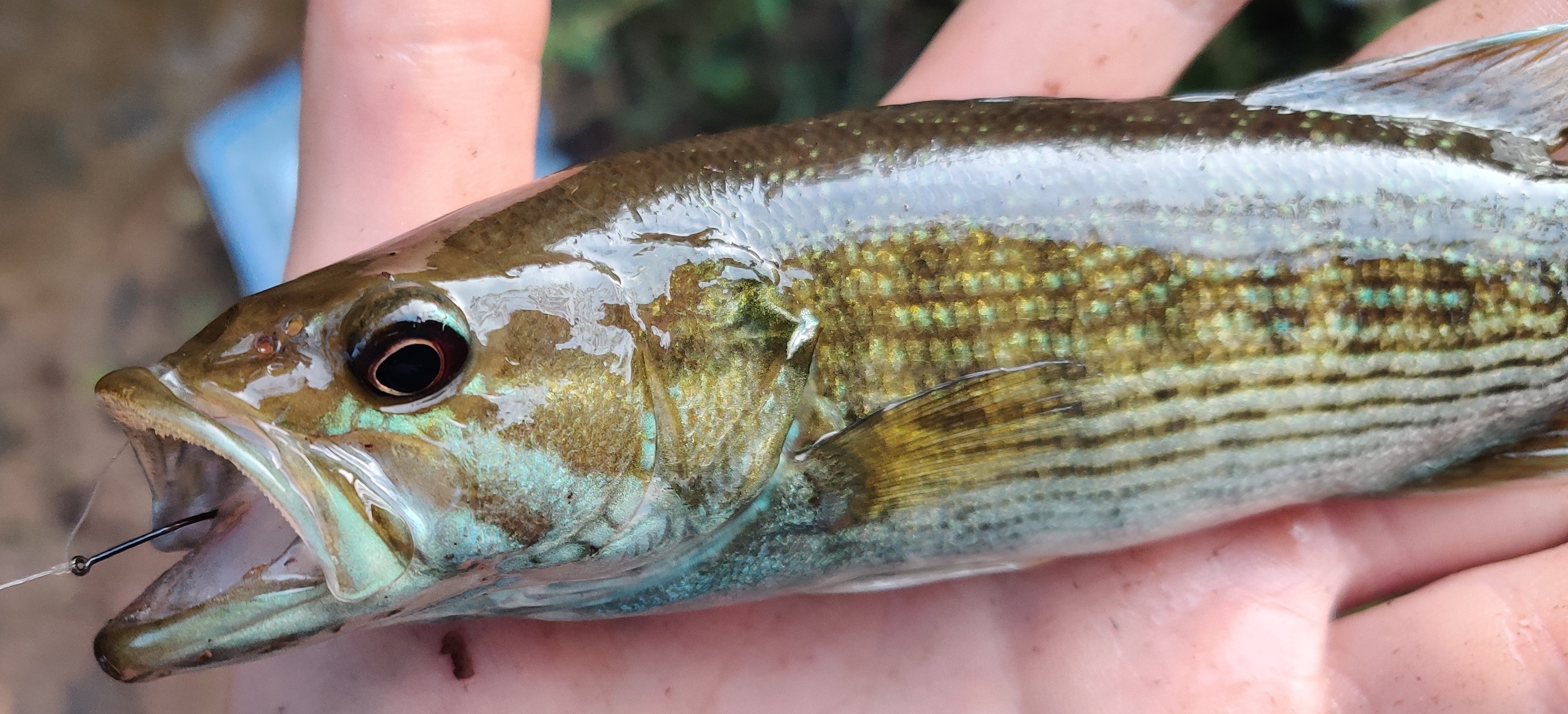 Bass, Tallapoosa Švejk